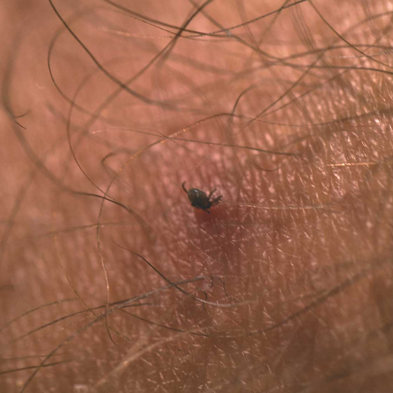 Enfermedad de Lyme en Europa: por qué las garrapatas son un riesgo real (y cómo retirarlas bien en humanos, perros y gatos)